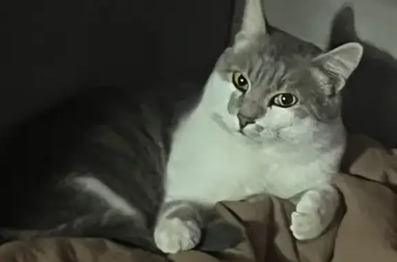 Пропал кот, улица Демиденко, 81, Черкесск - ласковый серо-белый - photo