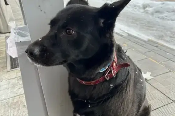 Объявления о пропавших и найденных животных, Нижний Новгород, фото: Найдена собака, Совнаркомовская улица, 26, Нижний Новгород - бордовый ошейник и голубая повязка