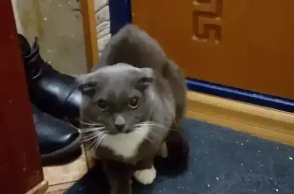 Найденные животные Нижний Тагил, фото: Найдена кошка, улица Юности, 21, Нижний Тагил - вислоухий кот