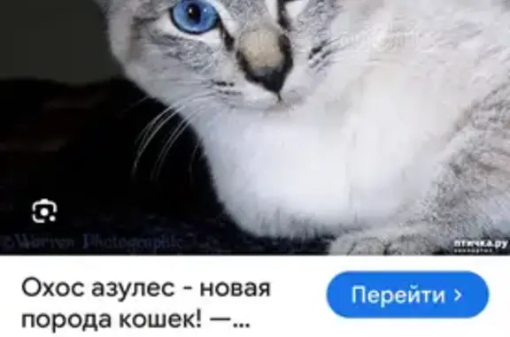 Найденные животные Калининград, фото: Найдена кошка, улица Олега Кошевого, Калининград - похоже, домашняя