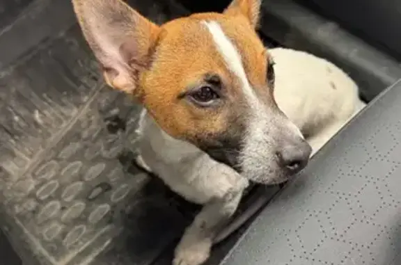 Найденные животные Ярославль, фото: Найден собака, 78Н-0941, Ярославль - мальчик, худой