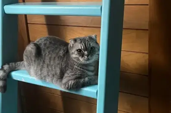 Пропала кошка, проспект Мира, 130, Красноярск - photo