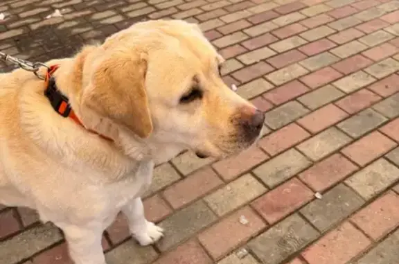 Найдена собака, Загорянский, фото: Найдена собака, улица Луначарского, 5, Загорянский - лабрадор, бежевый окрас