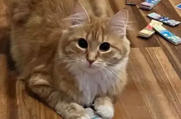 Пропала кошка, женская, Палубная улица, Калининград - photo