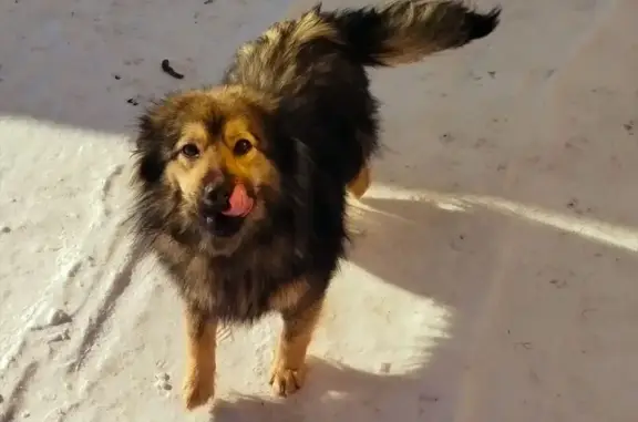 Найдена собака, Красная Горка, фото: Найден собака, Красная Горка, Омская область - с брезентовым ошейником