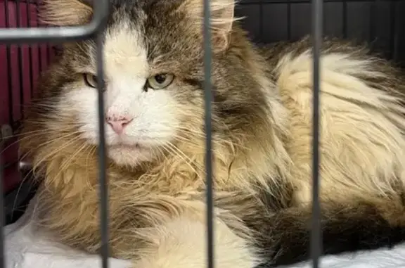 Найденные животные Иваньково, фото: Найден кот, 39А, Иваньково - пушистый мальчик