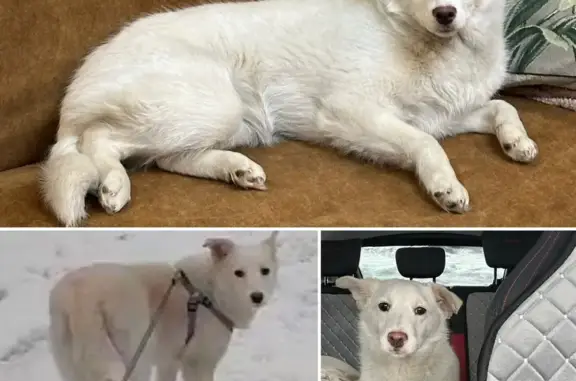 Пропала собака, Новокузнецк - белая, передняя лапка прооперирована - photo