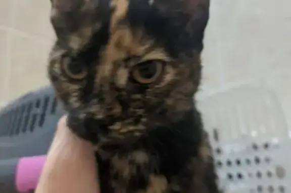 Найденные животные Калининград, фото: Найдена кошка, улица Левитана, 35, Калининград - очень активная и тактильная