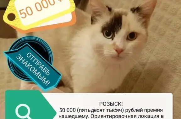 Пропала кошка, улица Тимошенко, 16 к1, Ростов-на-Дону - выпала с балкона 5 этажа - photo