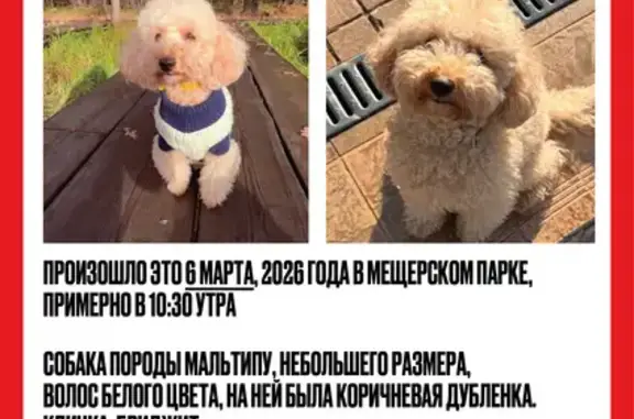 Пропала собака, Новомещёрский проезд, Москва - девочка породы мальтипу - photo