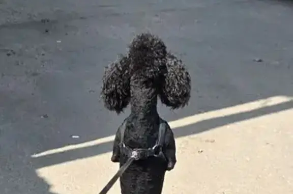 Пропала собака Мальчик, Хабаровск (rl1151279) - photo