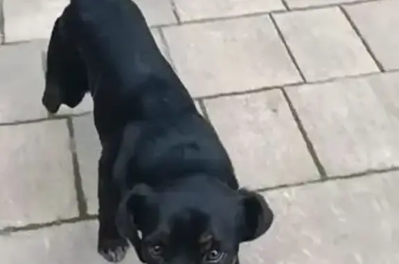 Найдена собака, Небуг, фото: Найден собака, Небуг, Краснодарский край - метис ягдтерьера, зооагрессия