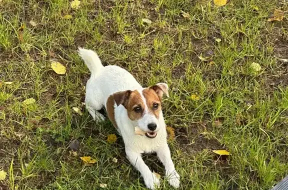Собаки потеряшки, Морозовское, фото: Потеряшка собака, А-181, Морозовское городское поселение - Джек Рассел с коричневым пятном