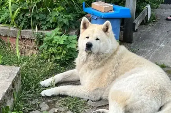 Пропал собака, Большая улица, Сертоловское городское поселение - акита-ину, бело-рыжий окрас - photo