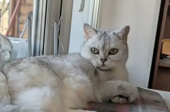 Объявления о пропавших и найденных животных, Санкт-Петербург, фото: Пропала кошка, Стрельбищенская улица, 27, Санкт-Петербург - белая с серыми пятнами