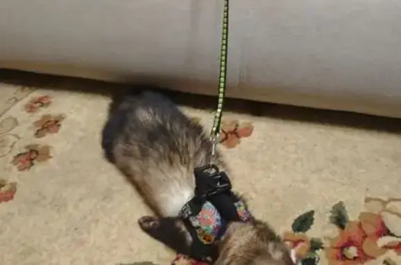 Потерянные животные Астрахань, фото: Пропал хорек, Казанская улица, 11, Астрахань - чёрно-белый окрас