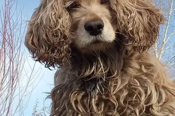 Пропала собака, девочка, Центральная улица, Чернышевск - photo