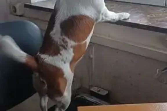 Найдена собака, Москва, фото: Найден собака, Нежинская улица, Москва - Джек Рассел каричнево-белый