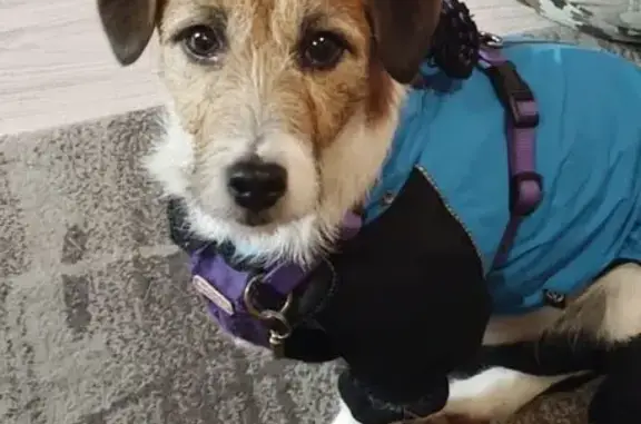 Объявления о пропавших и найденных животных, Хабаровск, фото: Пропал собака, улица Морозова Павла Леонтьевича, 94, Хабаровск - синяя курточка, светящийся ошейник