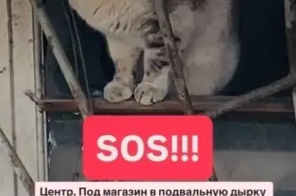 Объявления о пропавших и найденных животных, Ростов-на-Дону, фото: Найдена кошка, Ростов-на-Дону - спасите бедолагу