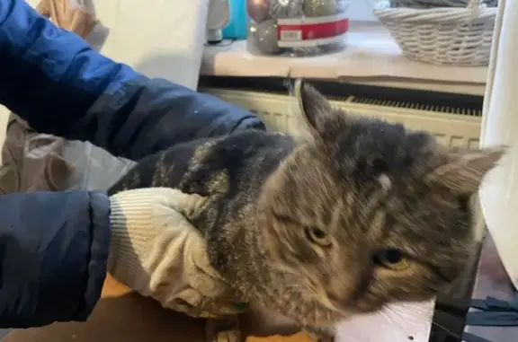 Найдена кошка, Шульгино, фото: Найдена кошка, 207, Шульгино - окрас Тобби, серый с чёрным орнаментом