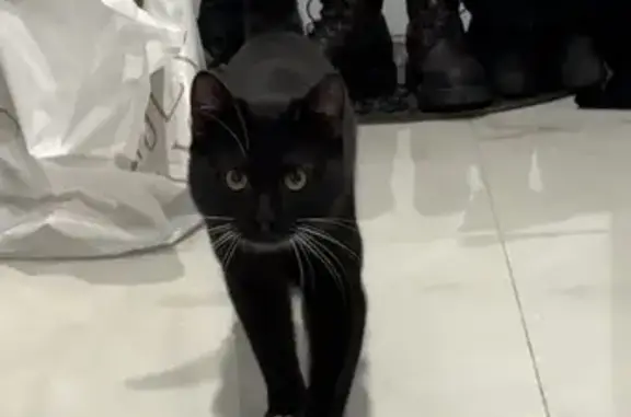 Объявления о пропавших и найденных животных, Москва, фото: Найдена кошка мужской, 1-я Парковая улица, Москва - очень ласковый и активный