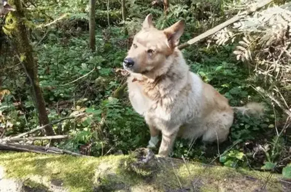 Пропал собака, район Троицк, Москва - живет с нами 10 лет - photo