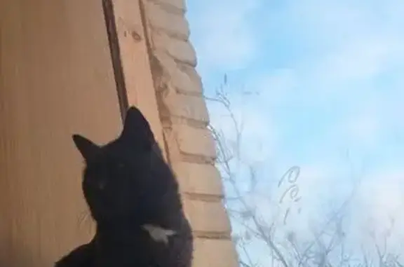 Пропал кот, Московская улица, 1, Жуковский - серый с белыми носочками - photo