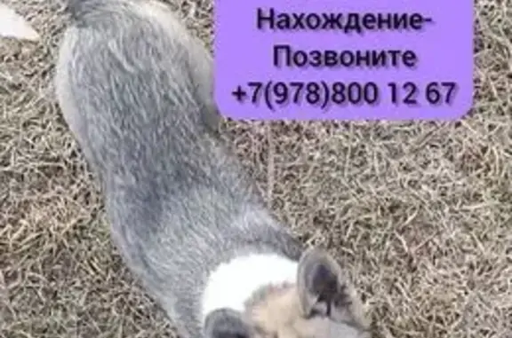 Пропала собака, Южная тропа, Терскол - зелёный ошейник - photo