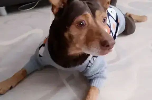 Пропал собака, Ново-искинская улица, 18, Искино - коричневый с рыжими пятнами - photo