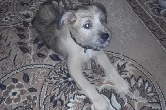 Найдена собака, Дзержинск, фото: Найдена собака, проспект Циолковского, 76Б, Дзержинск - мальчик с ошейником