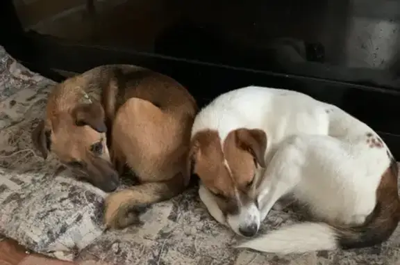 Пропала собака, улица Севастьяновский съезд, 29, Воронеж - гладкошёрстная, белая с пятнами - photo