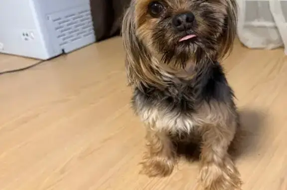 Найдена собака, Тихорецк, фото: Найден собака, мужской, улица Меньшикова, Тихорецк - умная, знает команды