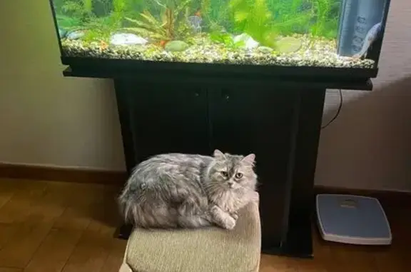 Пропала кошка, Варна — серый окрас, пушистая шерсть - photo