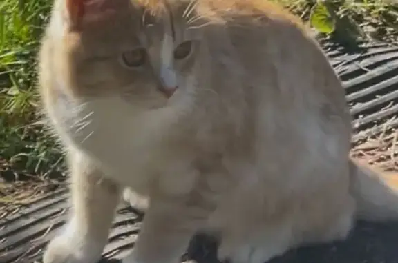 Пропал кот, Ясная улица, Пожитково - светло-рыжий с белой грудью - photo