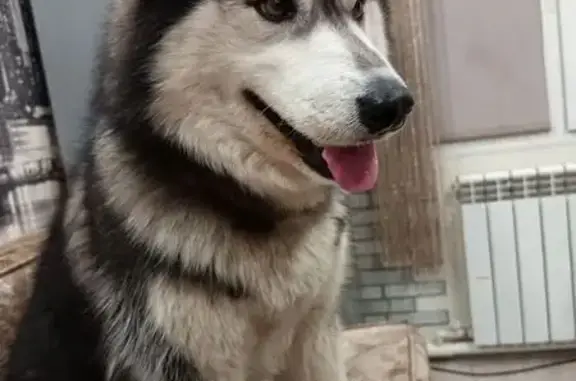 Пропал собака, Бельмесёво, Алтайский край - чёрно-белый хаски - photo