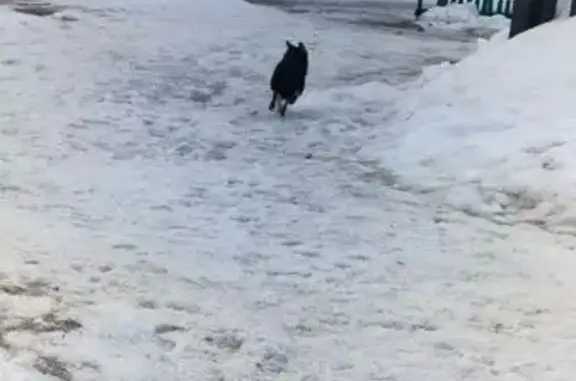 Найденные животные Липецк, фото: Найден той-терьер, мальчик, проезд Сержанта Кувшинова, городской округ Липецк