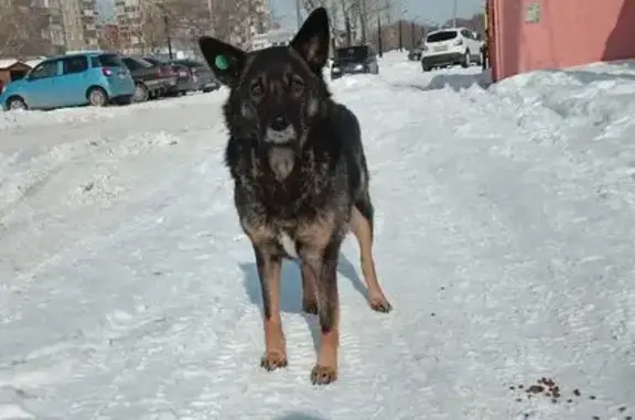 Объявления о пропавших и найденных животных, Копейск, фото: Найден собака, улица Сутягина, Копейск - откликается на кличку Гордон