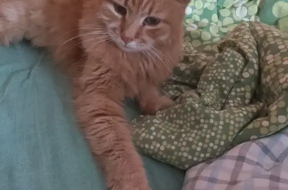 Пропала кошка, Пушкинский проспект, Голицыно - photo