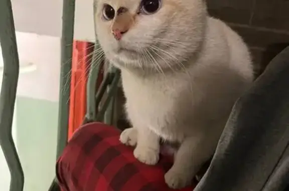 Найдена кошка, Ярославль, фото: Найдена кошка, улица Чкалова, 33, Ярославль - белая с рыжим