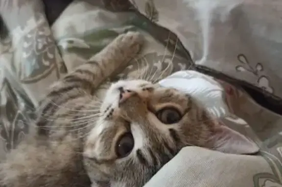 Пропала кошка, Приволжский, Саратовская область - трёхцветная с буквой 'М' на лбу - photo