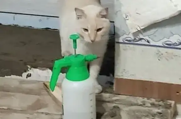 Пропал кот, Парковая улица, 13А, Назарово - бежевый с голубыми глазами - photo