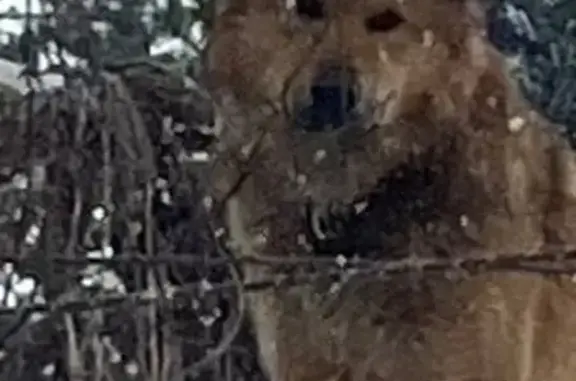 Найдена собака, Ивановка, фото: Найден собака, Лесная улица, Ивановка, 15, Ивановка - кожаный ошейник, 3-4 года