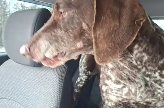 Найденные животные Куликовское, фото: Найден собака, 24К-090, Куликовское сельское поселение - порода курцхаар, ссадина на спине