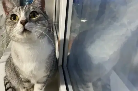 Найдена кошка, Уфа, фото: Найдена кошка, Айская улица, 21А, Уфа - серая с полосками