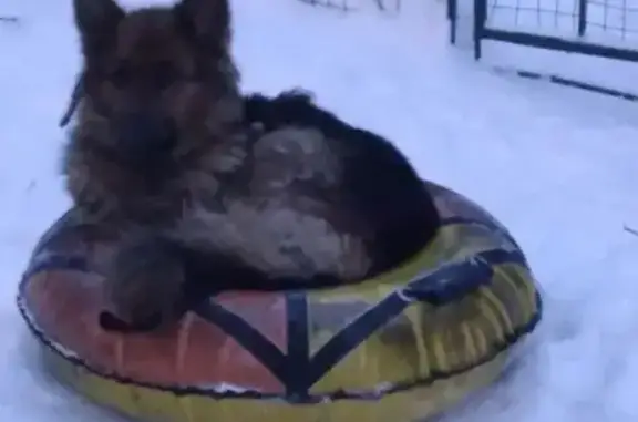Пропала собака, Московская улица, 1 к1, Королёв - трёхцветная немецкая овчарка - photo