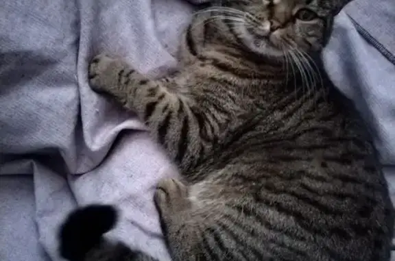 Пропала кошка, улица Турчанинова, Лабинск - серая с полосками - photo