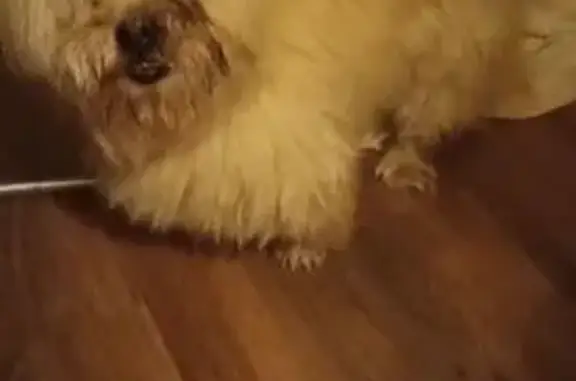 Найденные животные Железногорск, фото: Найден собака, улица Пушкина, 17, Железногорск - похож на пекинеса