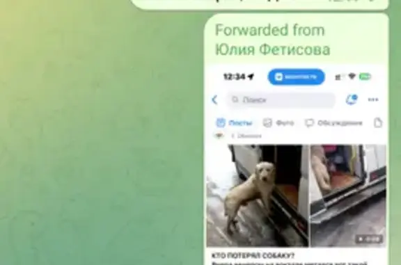 Объявления о пропавших и найденных животных, Мещовск, фото: Найден собака, мужской, Мещовск - похож на лабрадора