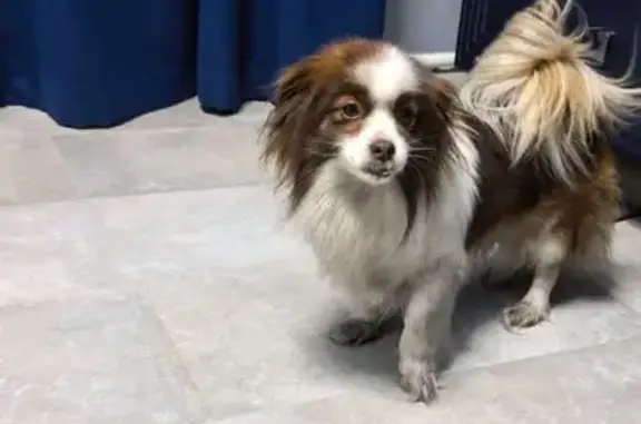 Найдена собака, Улан-Удэ, фото: Найдена собака, Улан-Удэ — Улюнхан, Улан-Удэ